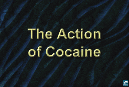 The action of cocaine