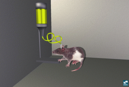 Rats self-administer cocaine
