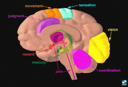 Brain regions and neuronal pathways