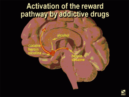 Addictive drugs activate the reward system
