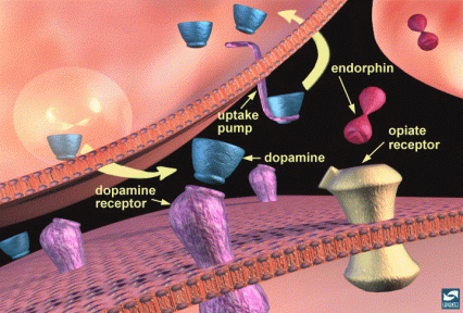 Dopamine neurotransmission and modulation