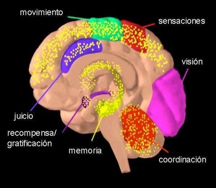 Imagen de una sección transversal del cerebro señalando las áreas en las que el THC tiene un efecto en el cerebro.