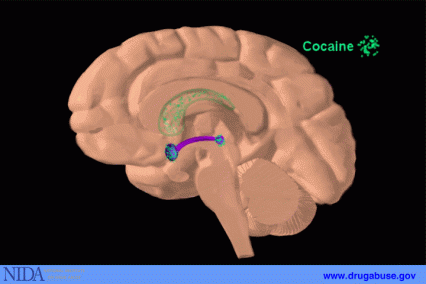 Localization of cocaine in the brain