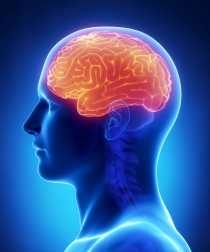 Illustration of human brain