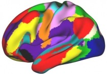 This figure represents functional organization of the 9-10-year-old brain, averaged across 1,166 individuals. Each color represents a distinct set of brain areas. 