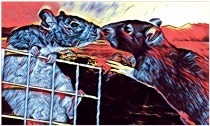 Drawing of 2 rats nose-to-nose in social interaction