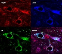 Chemical dyes identify key proteins for assembly and release of extracellular vesicles and dopamine synthesis in nerve cells in the mouse brain.