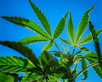 Photo of marijuana leaves