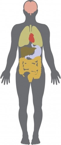 Illustration of the ghrelin system