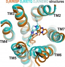 The structures of highly-homologous dopamine receptors show different conformations after binding with non-selective antagonists