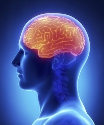 Brain CEREBRUM anatomy