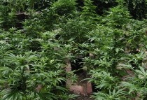 marijuana plants