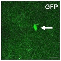 Experimental configuration and representative image of FosGFP+ neuron in rat brain.