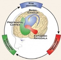 The Three Stages of the Addiction Cycle and the Main Brain Regions Implicated