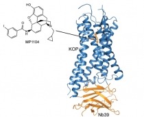 The structure of MP1104 in complex with the active state of the kappa opioid receptor as solved by x-ray crystallography.