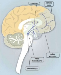 A diagram of the brain demonstrating dopamine, as a major chemical messenger in the reward pathway.