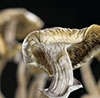 photo of Psilocybin