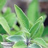 photo of Salvia divinorum