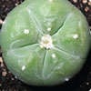 Photo of peyote