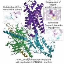 Structure of a Hallucinogen-Activated Gq-Coupled 5-HT2A Serotonin Receptor