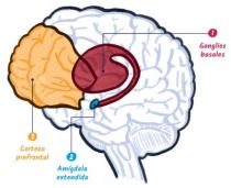 Imagen del cerebro: (1) los ganglios basales, (2) la amigdala extendida, y (3) la corteza prefrontal.