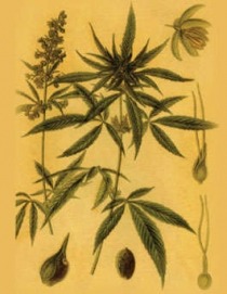 cannabis research paper outline Illustration of leaves, buds, and flowers of the hemp plant