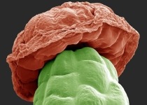 Tiny mushroom-like outgrowths called trichomes appear around budding marijuana flower