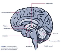 Figura 1. Ilustración de un corte transversal del cerebro que muestra la ubicación del mesencéfalo, el cerebelo, el tronco del encéfalo, la médula espinal, el hipocampo, la amígdala, el hipotálamo, el tálamo y la corteza cerebral.