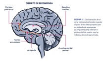 Figura 5. Ilustración de un corte transversal del cerebro que muestra algunas de las áreas que participan en el circuito de recompensa.