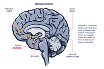 Drawing of a brain cut in half showing some of the brain areas involved in the reward circuit.