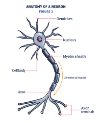Drawing of a neuron.