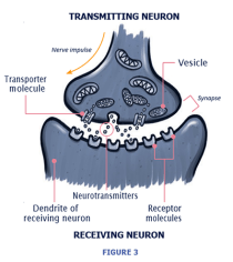 Drawing of a transmitting neuron and a receiving neuron. 