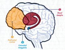 A picture of the brain with the basal ganglia, prefrontal cortex, and extended amygdala highlighted.