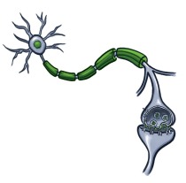 An image of a neuron, neurotransmitter, and receptor. 
