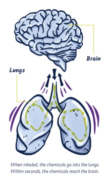 Graphic diagram showing how the chemicals in inhalants are taken in through the lungs, and within seconds travel to and reach the brain