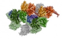Computational model of a macromolecular complex