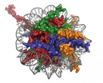 Image of a nucleosome, molecular model.