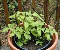 Salvia plant.