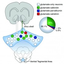 The calcium binding protein calbindin (green) is expressed in approximately 30% of all ventral tegmental area glutamate neurons targeting the nucleus accumbens (nAcc) shell.