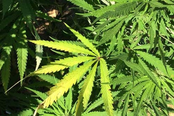 El nombre inusual de una niña de 4 años que se relaciona con el cannabis