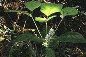 Kratom plant