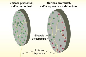 La exposición a anfetamina altera los axones de dopamina y reduce la densidad de las sinapsis de dopamina en la corteza prefrontal En los ratones de control, los axones de dopamina forman una gran cantidad de sinapsis (círculos verdes) estrechamente espaciadas en la corteza prefrontal. En ratones expuestos a anfetaminas, las sinapsis de dopamina son más escasas y están más dispersas (círculos rojos)