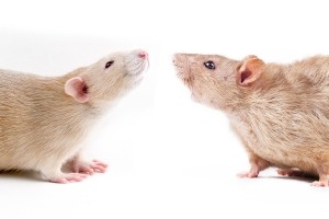 Dos ratas frente a frente