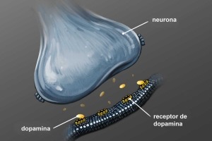 Ilustración de una neurona que muestra dopamina y receptores de dopamina