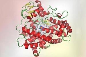 Three-Dimensional Structure of the CYP2D6 Protein, the Liver Enzyme That Is Thought To Metabolize JPC-077.