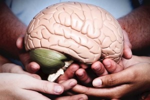 A diverse group of hands cradles a medical model of the human brain