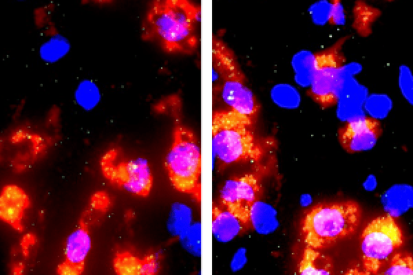 Effects of acquisition of oxycodone self-administration on GHS-R1a mRNA expression in the VTA.