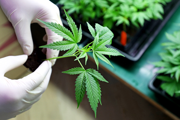 young marijuana plant held by a researcher