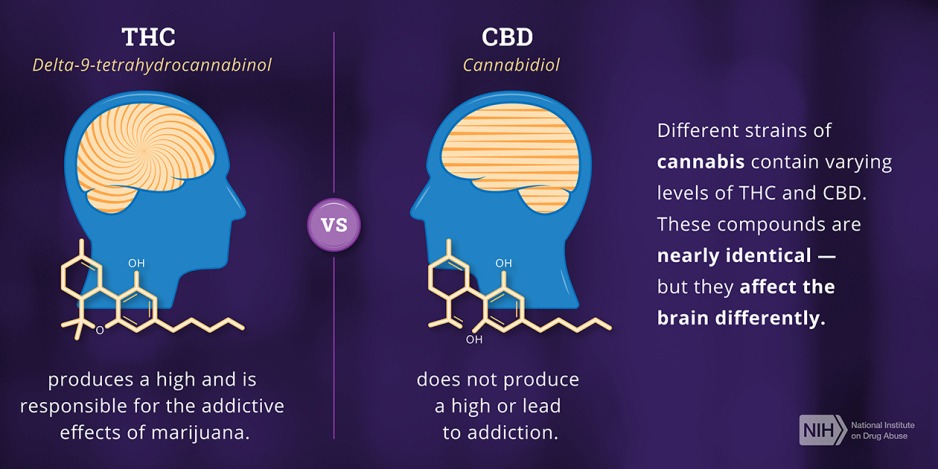 Illustration of how the chemical compounds THC and CBD affect the brain differently. 