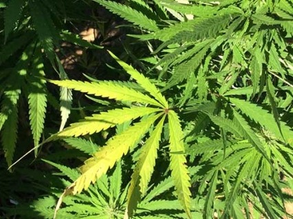 Photo of marijuana leaves.